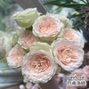 肯尼亚红土地pavlova 巴甫洛娃多头玫瑰5支 商品缩略图1