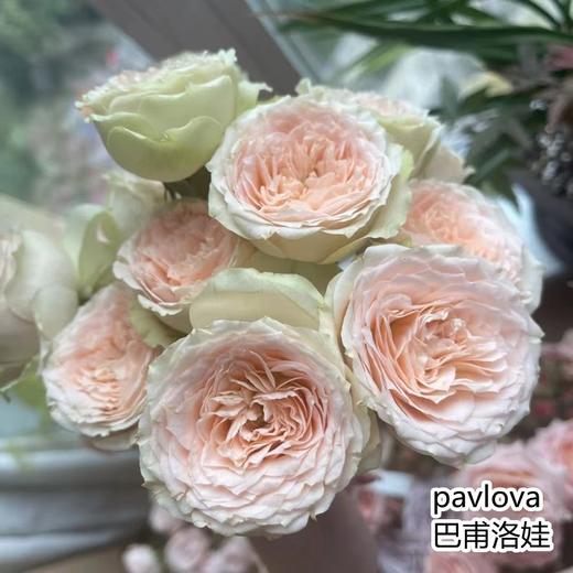 肯尼亚红土地pavlova 巴甫洛娃多头玫瑰5支 商品图1