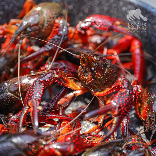 有机小龙虾 （鲜活）| 合作生产*Organic l crayfish| Coproducted 商品图7