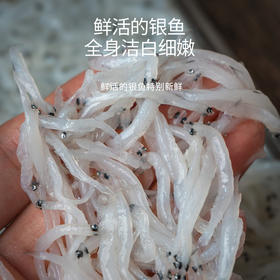 港岛姑娘 小银鱼面条鱼白饭鱼宝宝特选辅食味美220g/盒活冻
