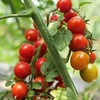 生态小西红柿 | 混搭随机 | 多口味 酸甜多汁 | 石嫣农场 * Eco-friendly Cherry Tomatoes 商品缩略图1