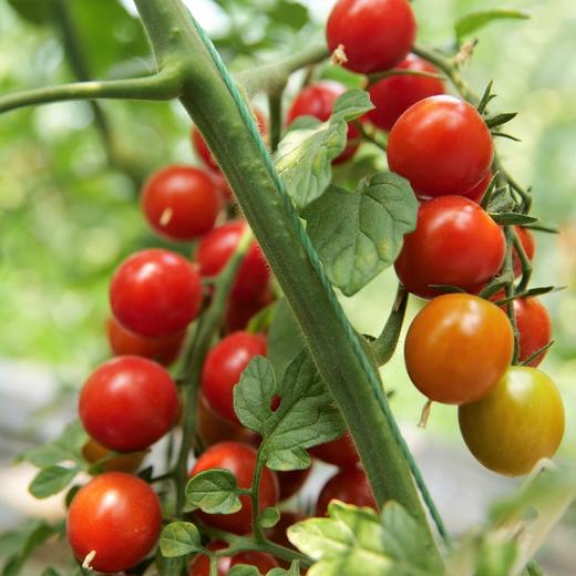 生态小西红柿 | 混搭随机 | 多口味 酸甜多汁 | 石嫣农场 * Eco-friendly Cherry Tomatoes 商品图1