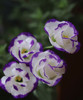 【洋桔梗】--紫边色，若干枝/扎 商品缩略图0