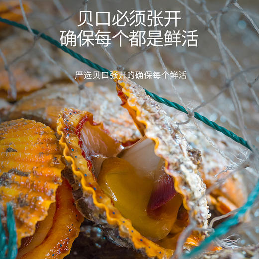 港岛姑娘 半壳扇贝 当天现剥去壳扇贝肉肥美多汁鲜甜嫩滑活冻 商品图1