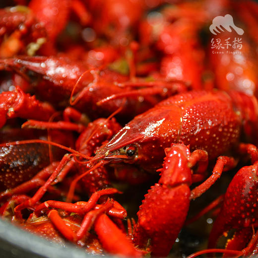 有机小龙虾 （鲜活）| 合作生产*Organic l crayfish| Coproducted 商品图0