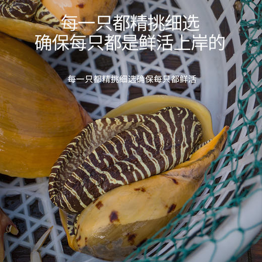 港岛姑娘 码头直发超大黄螺海捕椰子螺木瓜螺响螺鲜脆可口肉质饱满 0.4-5.4斤/只活冻 商品图4