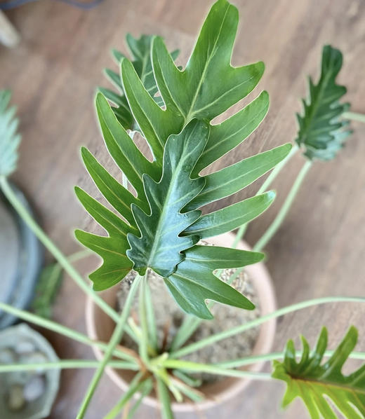 小天使  扎 商品图1