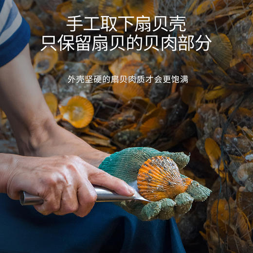 港岛姑娘 半壳扇贝 当天现剥去壳扇贝肉肥美多汁鲜甜嫩滑活冻 商品图2