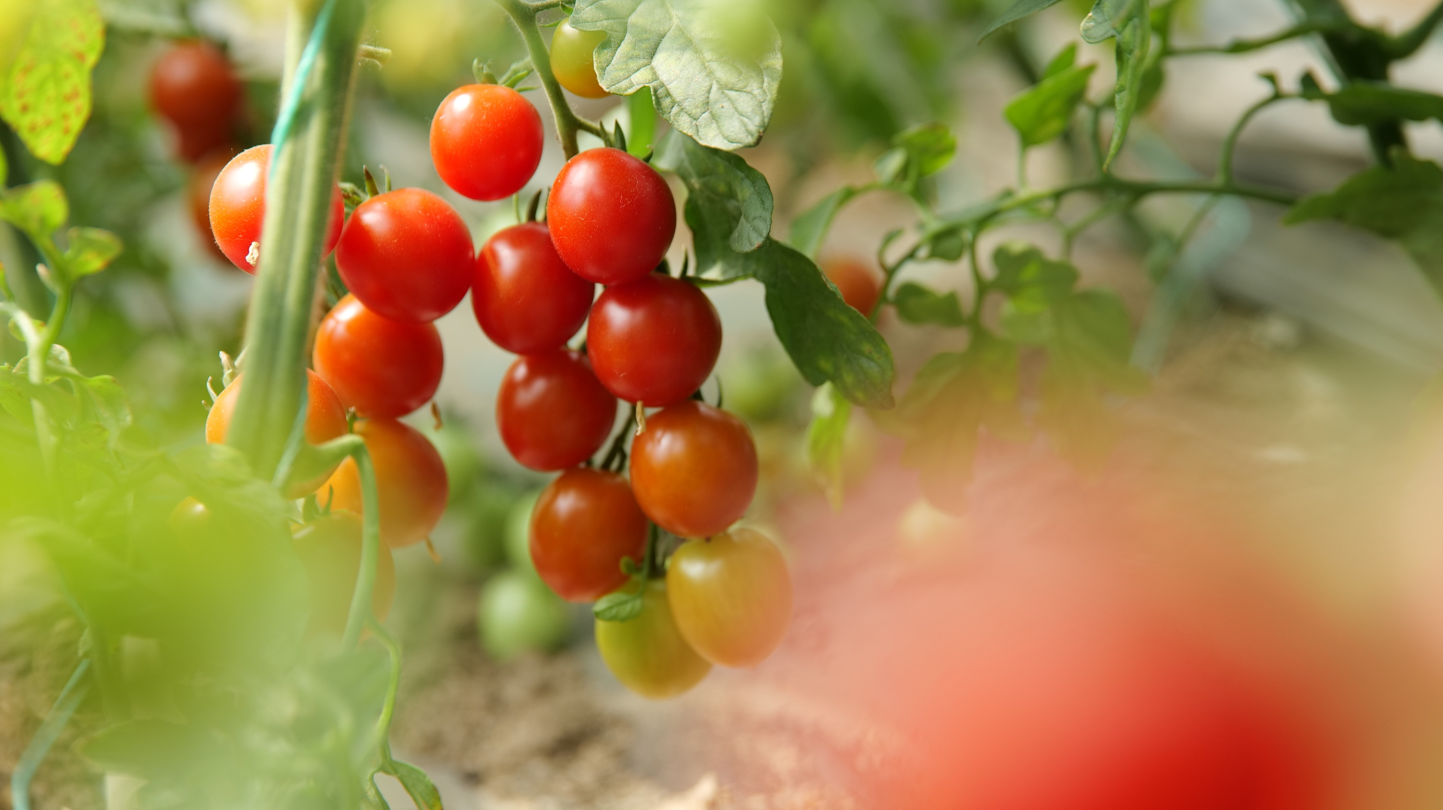 自产小西红柿混搭随机营养丰富多口味酸甜多汁农场自产cherrytomatoes