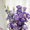 【洋桔梗】--紫边色，若干枝/扎 商品缩略图1