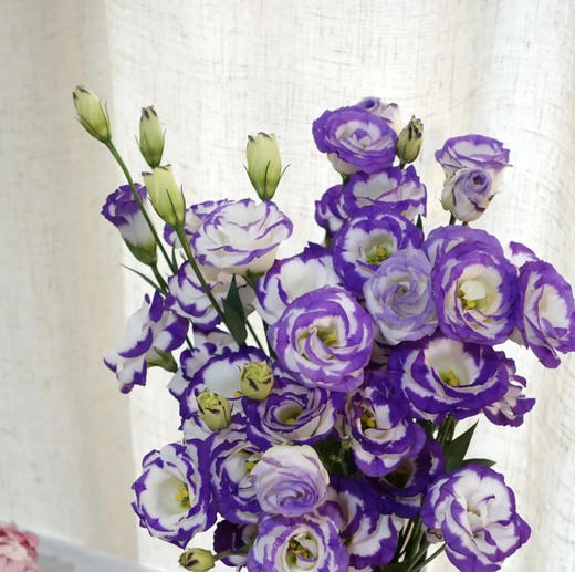 【洋桔梗】--紫边色，若干枝/扎 商品图1