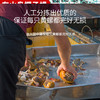 港岛姑娘 码头直发超大黄螺海捕椰子螺木瓜螺响螺鲜脆可口肉质饱满 0.4-5.4斤/只活冻 商品缩略图2