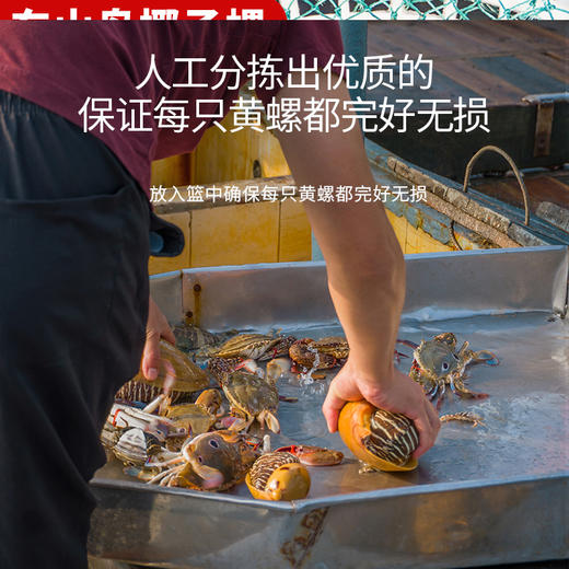 港岛姑娘 码头直发超大黄螺海捕椰子螺木瓜螺响螺鲜脆可口肉质饱满 0.4-5.4斤/只活冻 商品图2