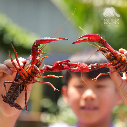 有机小龙虾 （鲜活）| 合作生产*Organic l crayfish| Coproducted 商品图8