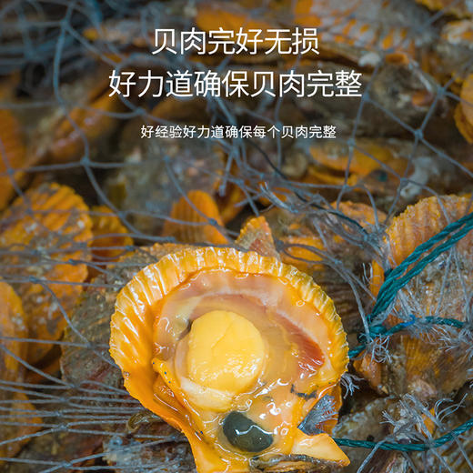 港岛姑娘 半壳扇贝 当天现剥去壳扇贝肉肥美多汁鲜甜嫩滑活冻 商品图3