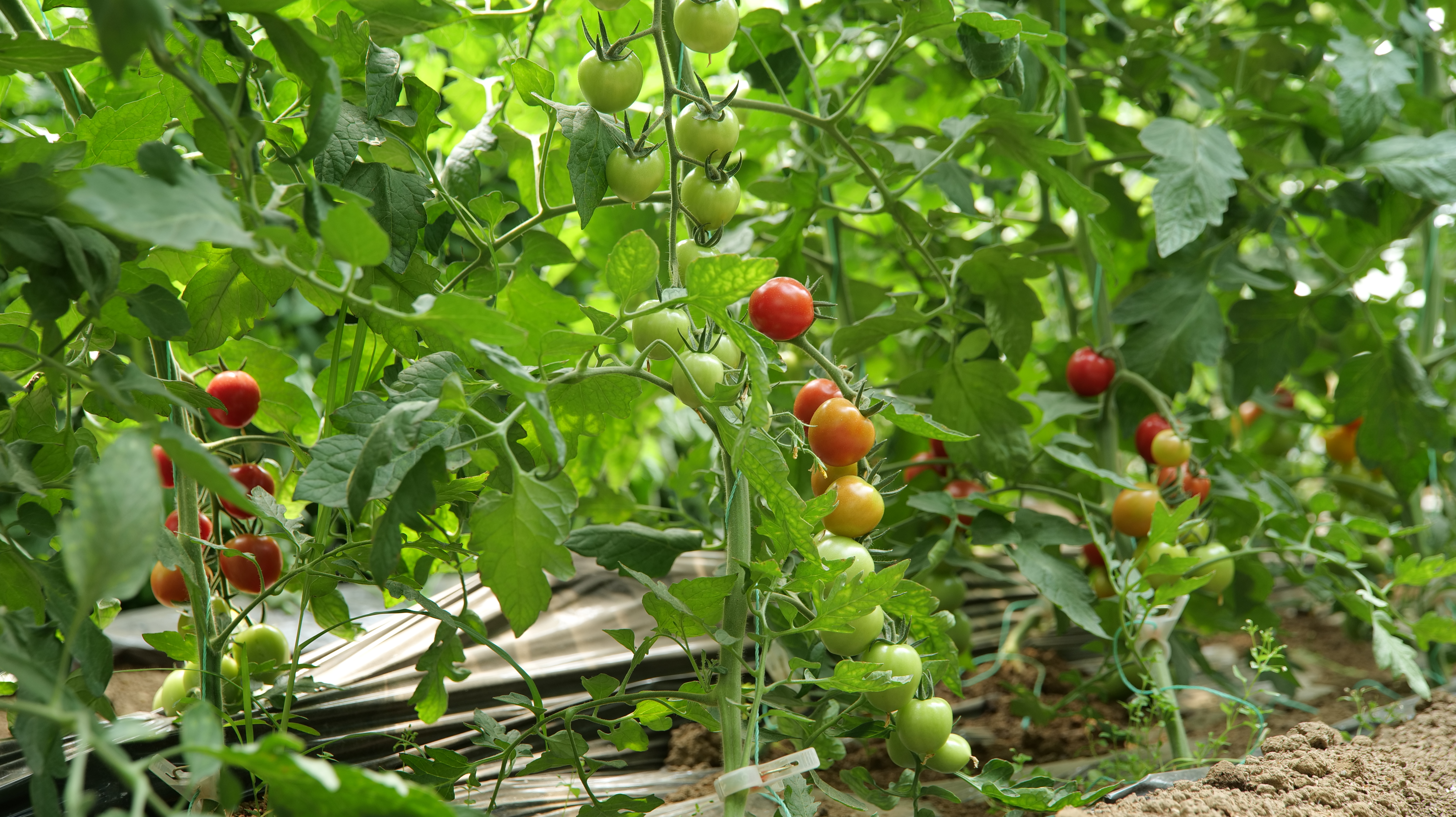 自产小西红柿混搭随机营养丰富多口味酸甜多汁农场自产cherrytomatoes