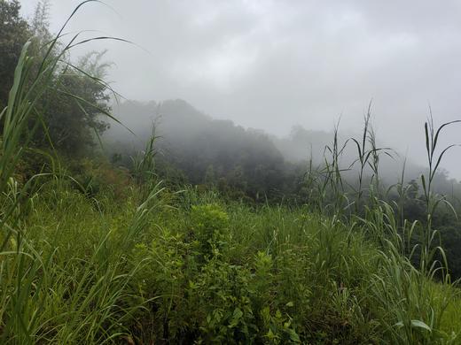 艾草纯露 商品图2