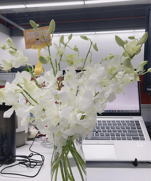 【气质高贵】泰国洋兰--白兰  12枝/扎 商品图4