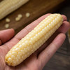 现货西双版纳拇指玉米500克 商品缩略图3
