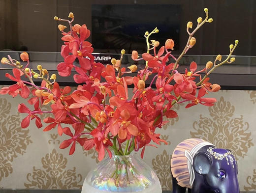 千代红 10枝/扎 商品图7