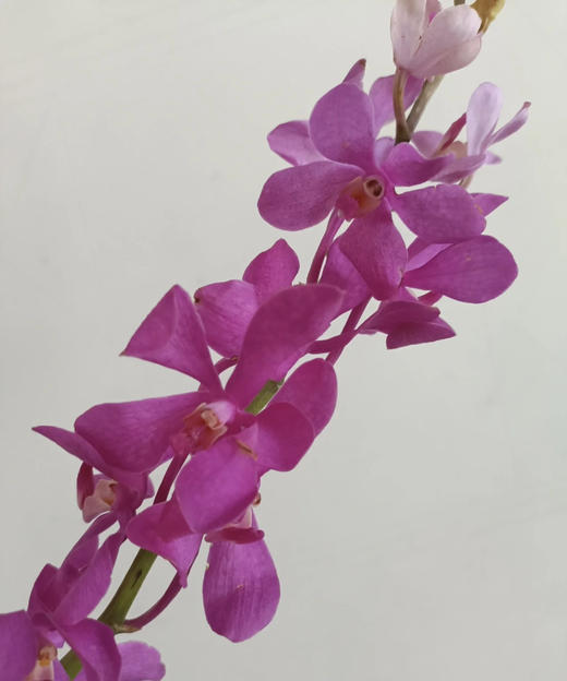 千代紫CL；10支/扎 商品图1