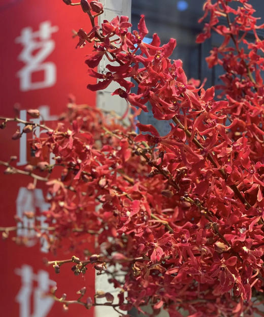 【喜庆】万代红兰(红象) （多分叉）5枝/扎 商品图8
