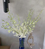 【气质高贵】泰国洋兰--白兰  12枝/扎 商品缩略图5
