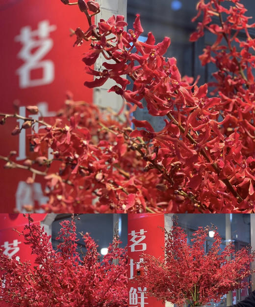 【喜庆】万代红兰(红象) （多分叉）5枝/扎 商品图9