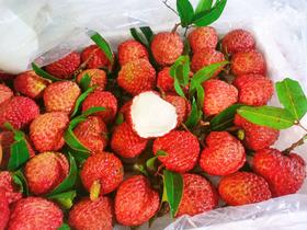 海南火山岩荔枝王一件