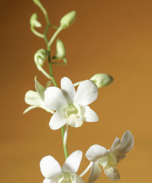 【气质高贵】泰国洋兰--白兰  12枝/扎 商品图2