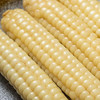 现货西双版纳拇指玉米500克 商品缩略图4