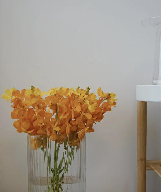 千代橙BT，10支/扎 商品图4