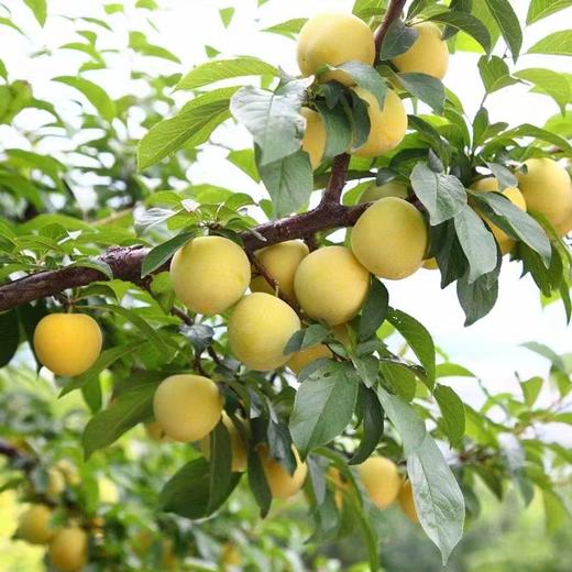 苏州西山水晶李子貌美醇香自然树上熟精细种植量少优质