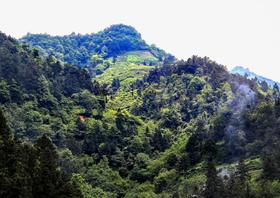 都匀毛尖的故事