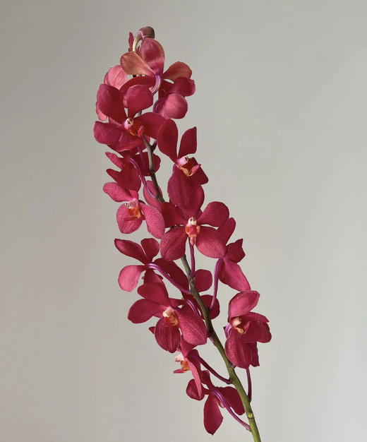 千代红 10枝/扎 商品图4