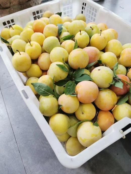 苏州西山水晶李子貌美醇香自然树上熟精细种植量少优质