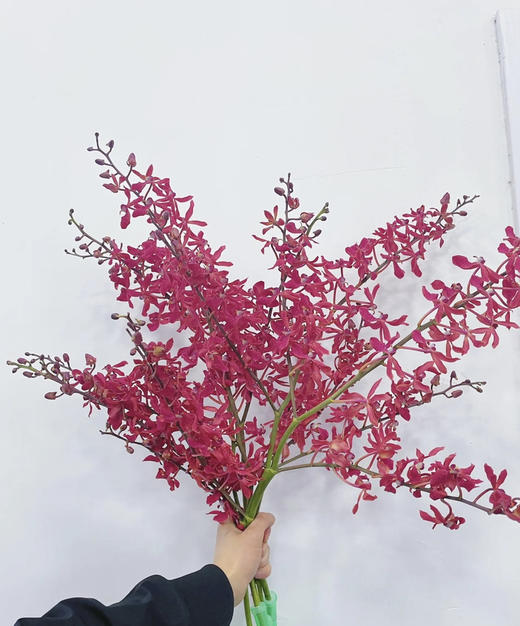 【喜庆】万代红兰(红象) （多分叉）5枝/扎 商品图1