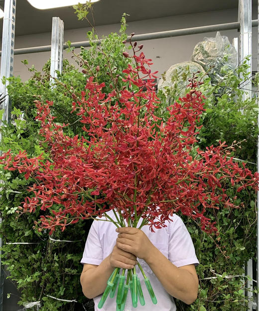 【喜庆】万代红兰(红象) （多分叉）5枝/扎 商品图10