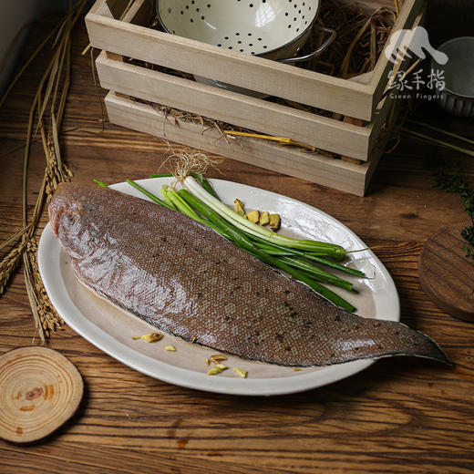 野生东山岛海钓龙利鱼 （海钓鱼，嘴里可能有鱼钩，大家注意！！介意慎拍）| 合作生产 * Wild Dongshan Island sole fish| Coproduction 商品图0