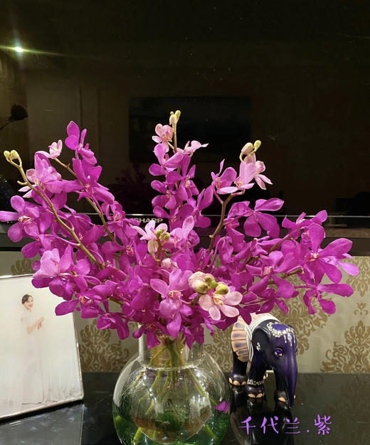 千代紫CL；10支/扎 商品图3