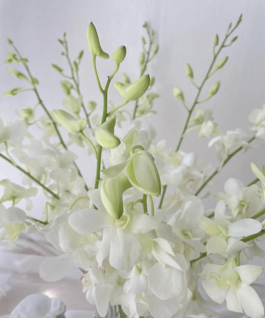 【气质高贵】泰国洋兰--白兰  12枝/扎 商品图3