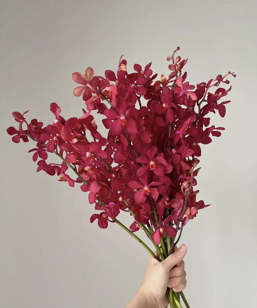 千代红 10枝/扎 商品图5