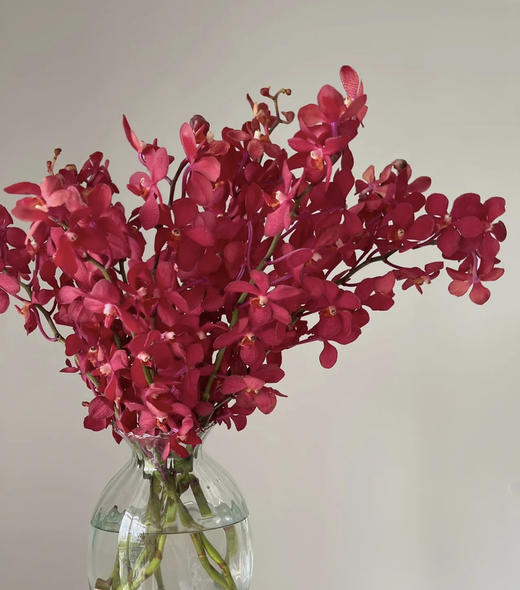 千代红 10枝/扎 商品图6