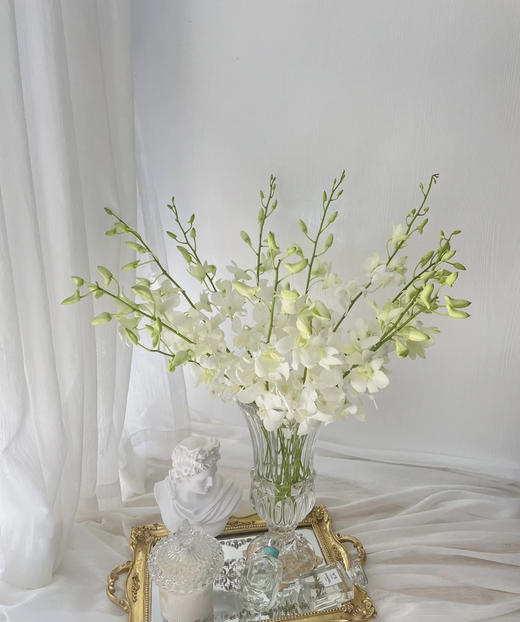 【气质高贵】泰国洋兰--白兰  12枝/扎 商品图1