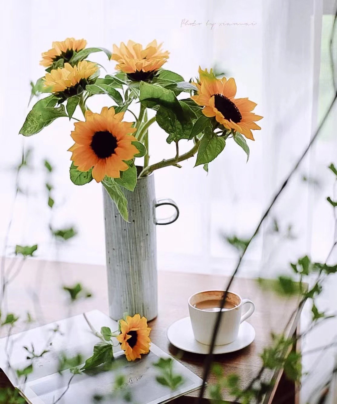 阳光迷你向日葵（三枝）