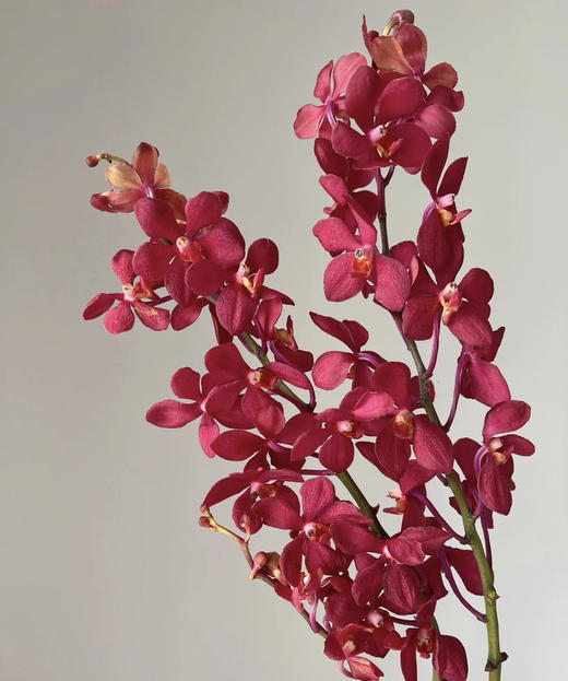 千代红 10枝/扎 商品图3