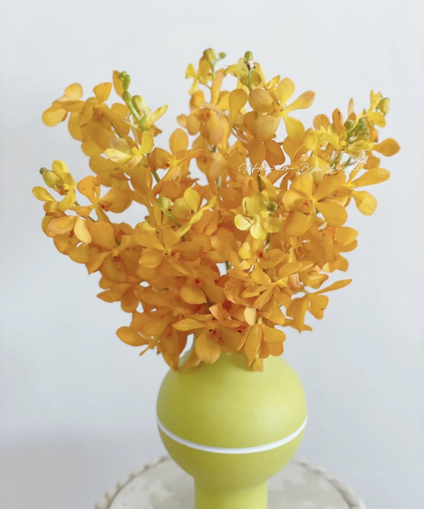 千代橙BT，10支/扎