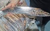 舟山 野生全鳞  钓带鱼 整条 商品缩略图0