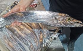 舟山 野生全鳞  钓带鱼 整条