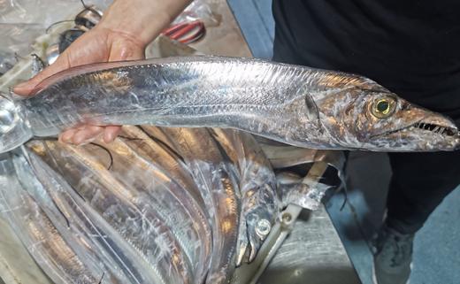 舟山 野生全鳞  钓带鱼 整条 商品图0